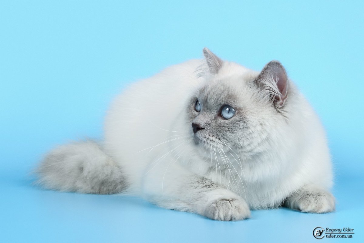 Персидская кошка колор Пойнт