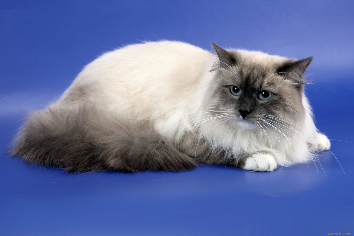 Тайская маскарадная кошка