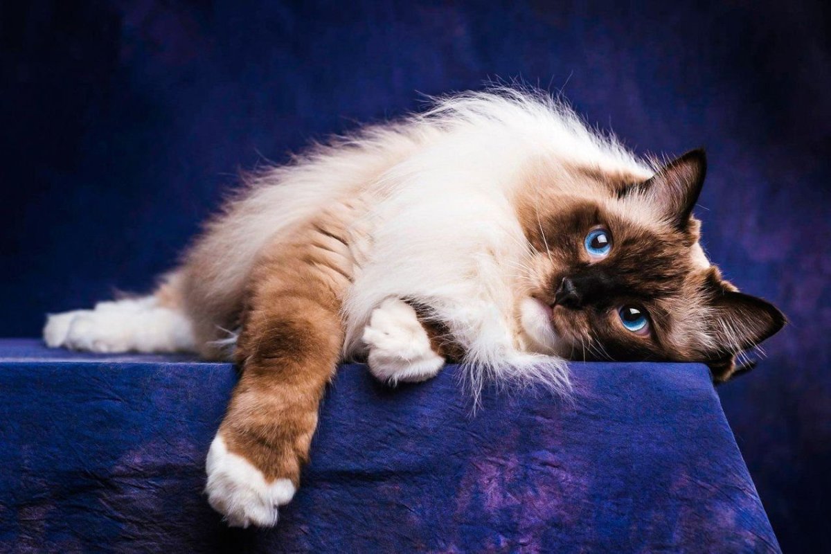 Сиамский скоттиш фолд