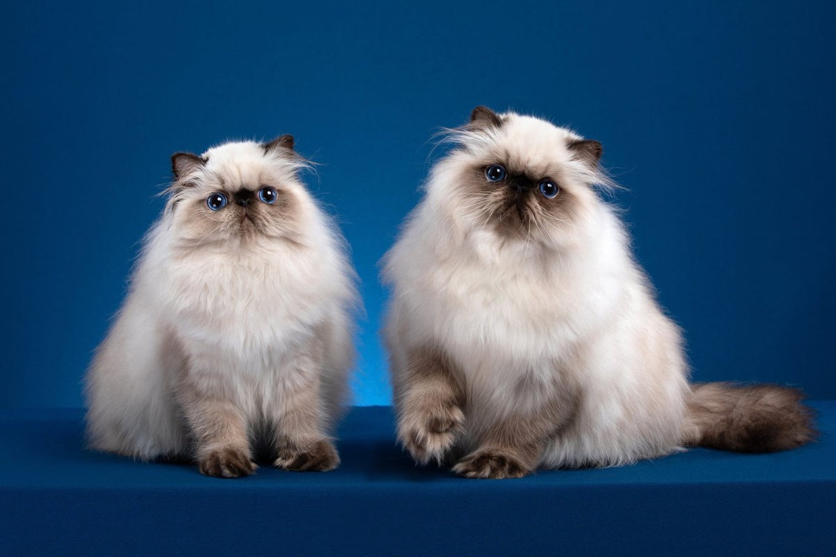 Шотландская вислоухая Сиамская кошка