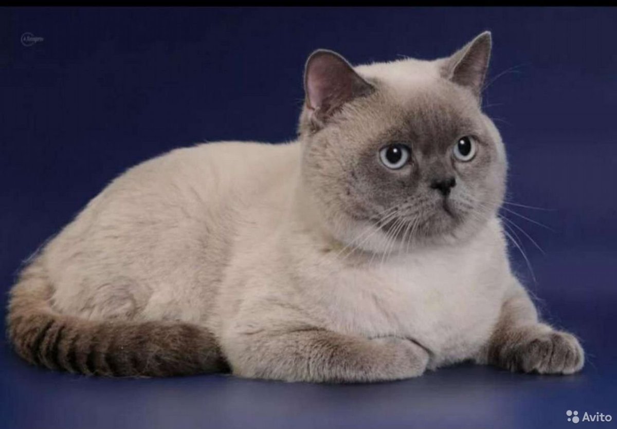 Британская короткошёрстная Блю Пойнт