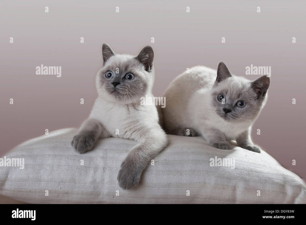 Невская маскарадная кошка