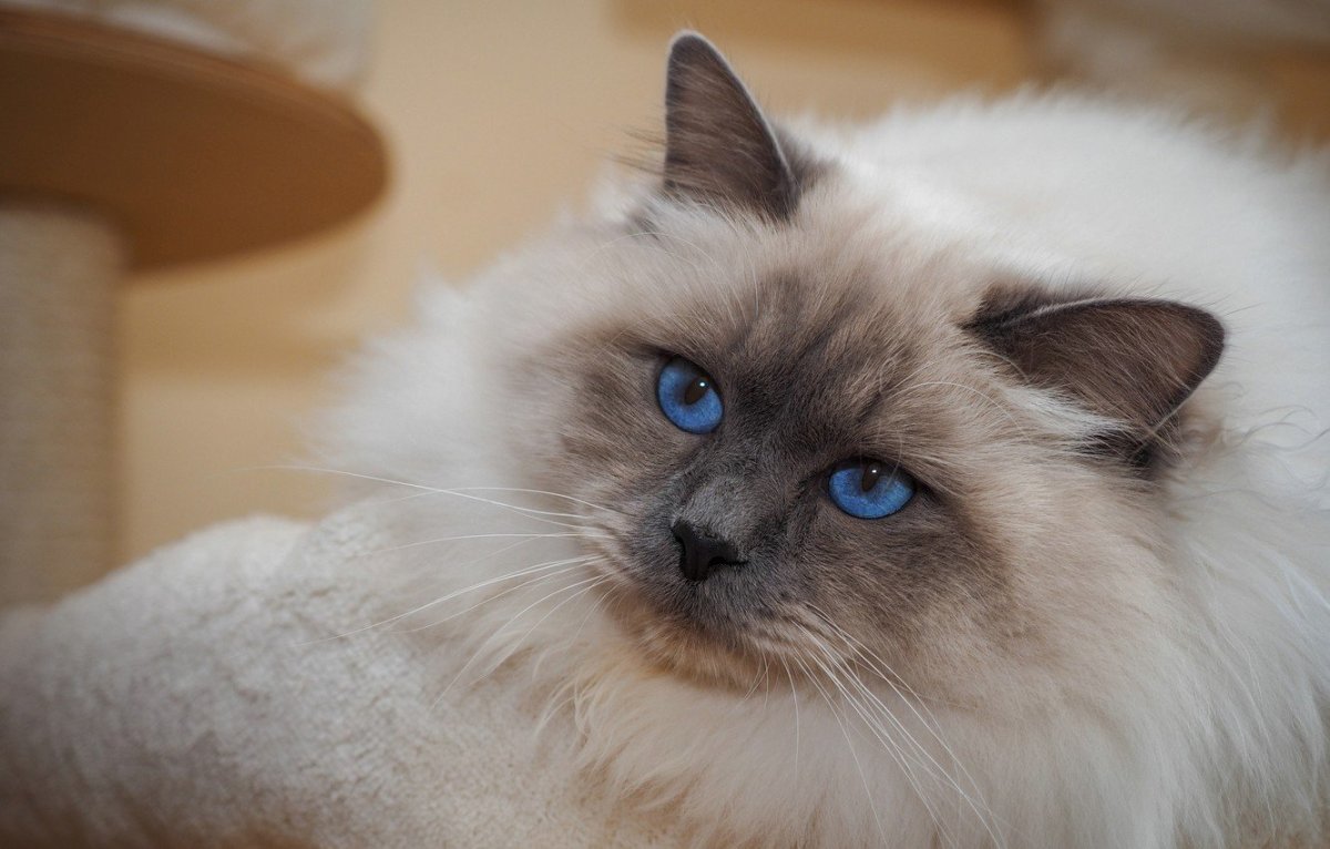 Рэгдолл колор Пойнт Блю