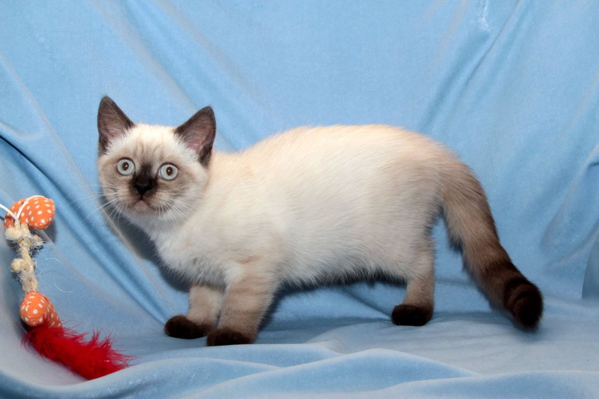 Британская кошка колор Пойнт