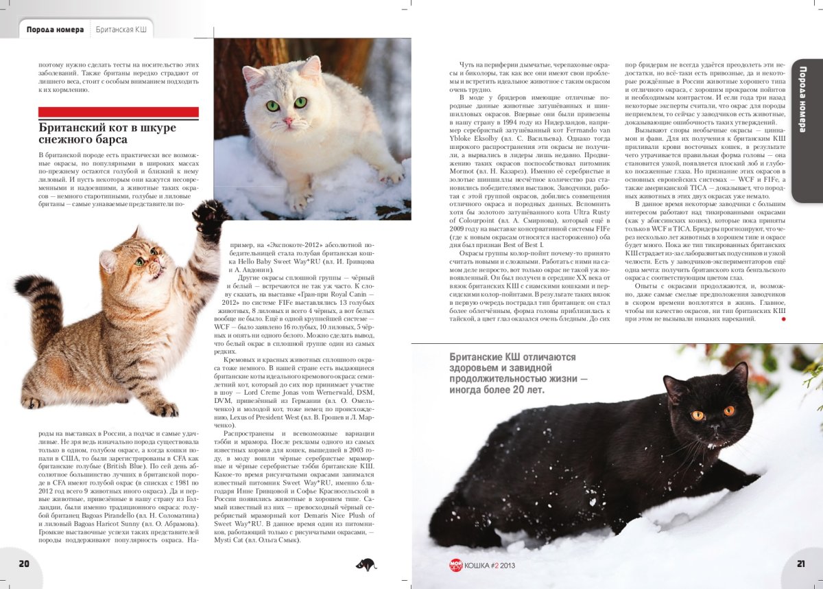 Генетика цвета кошек