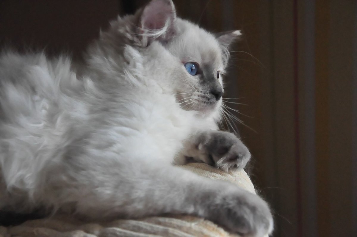 Шотландский Блю Пойнт