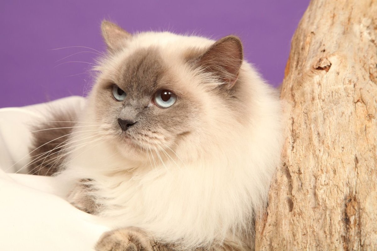 Колор-Пойнт кошка