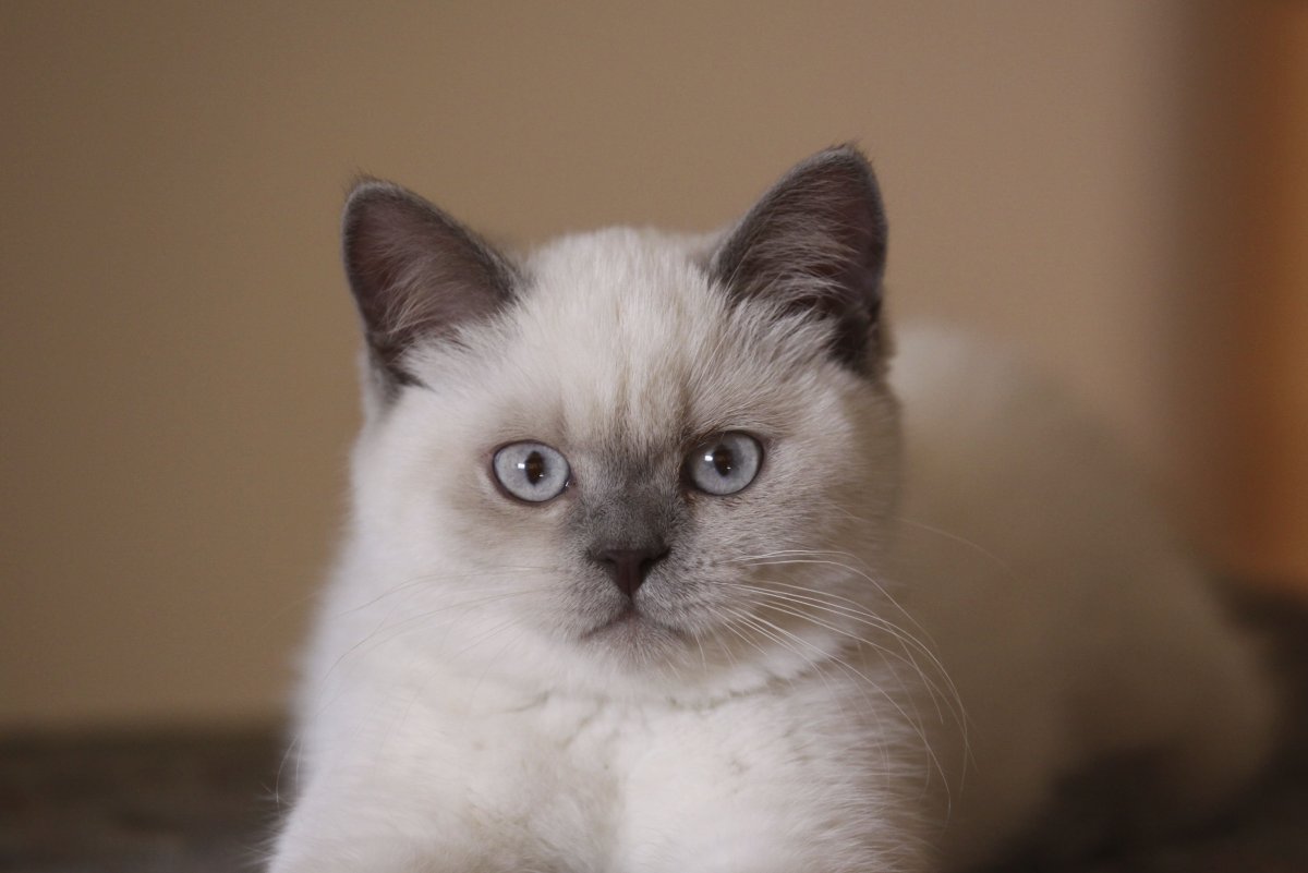 Британец колор Пойнт