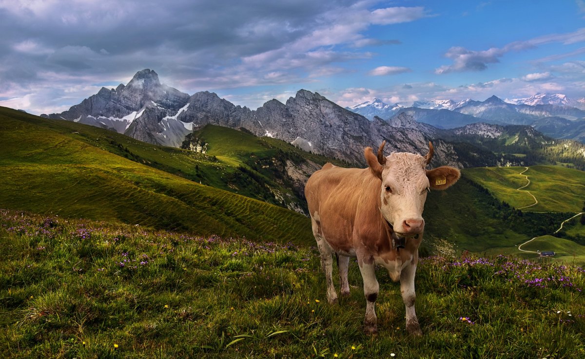 Альпы животные