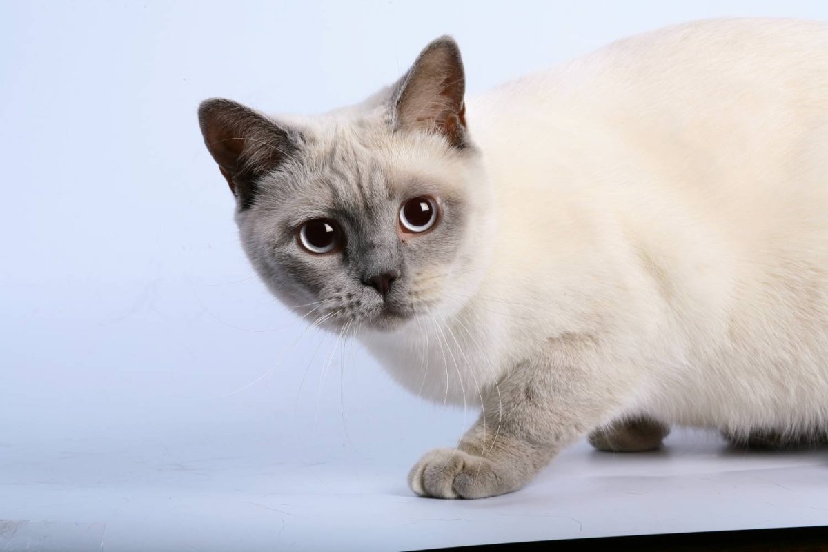 Кот с голубыми глазами обои на природе