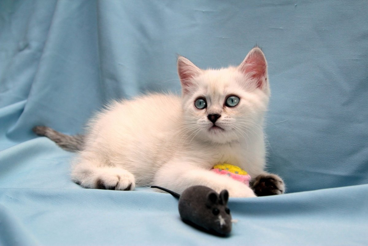 Рэгдолл колор Пойнт