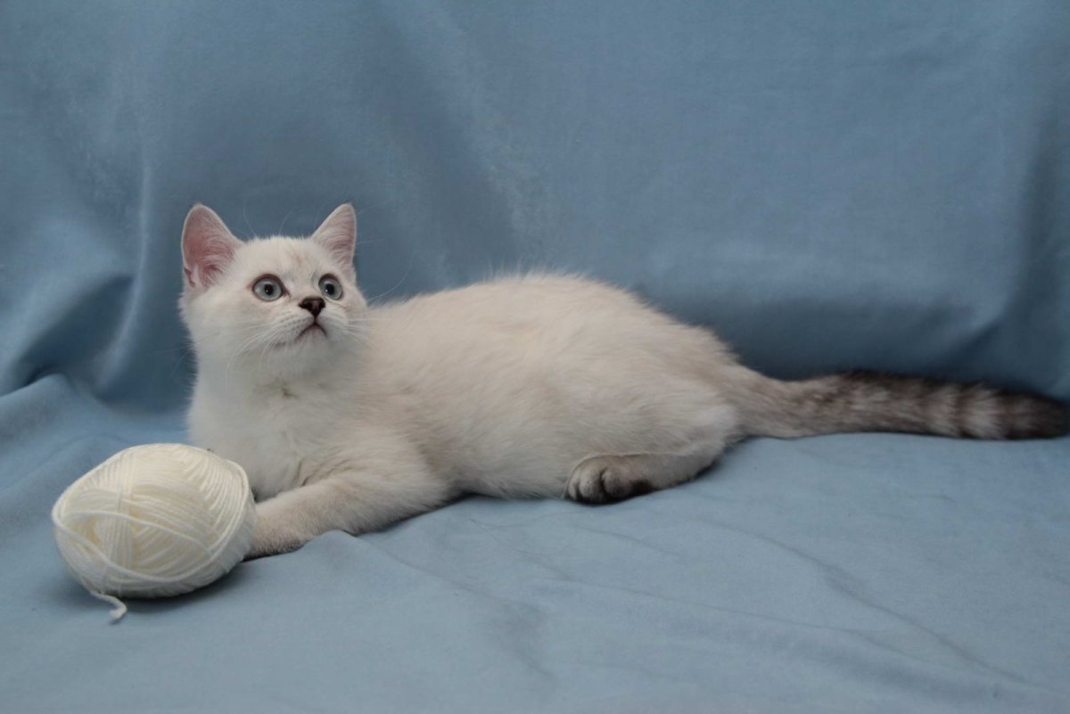 Тайский Блю Пойнт