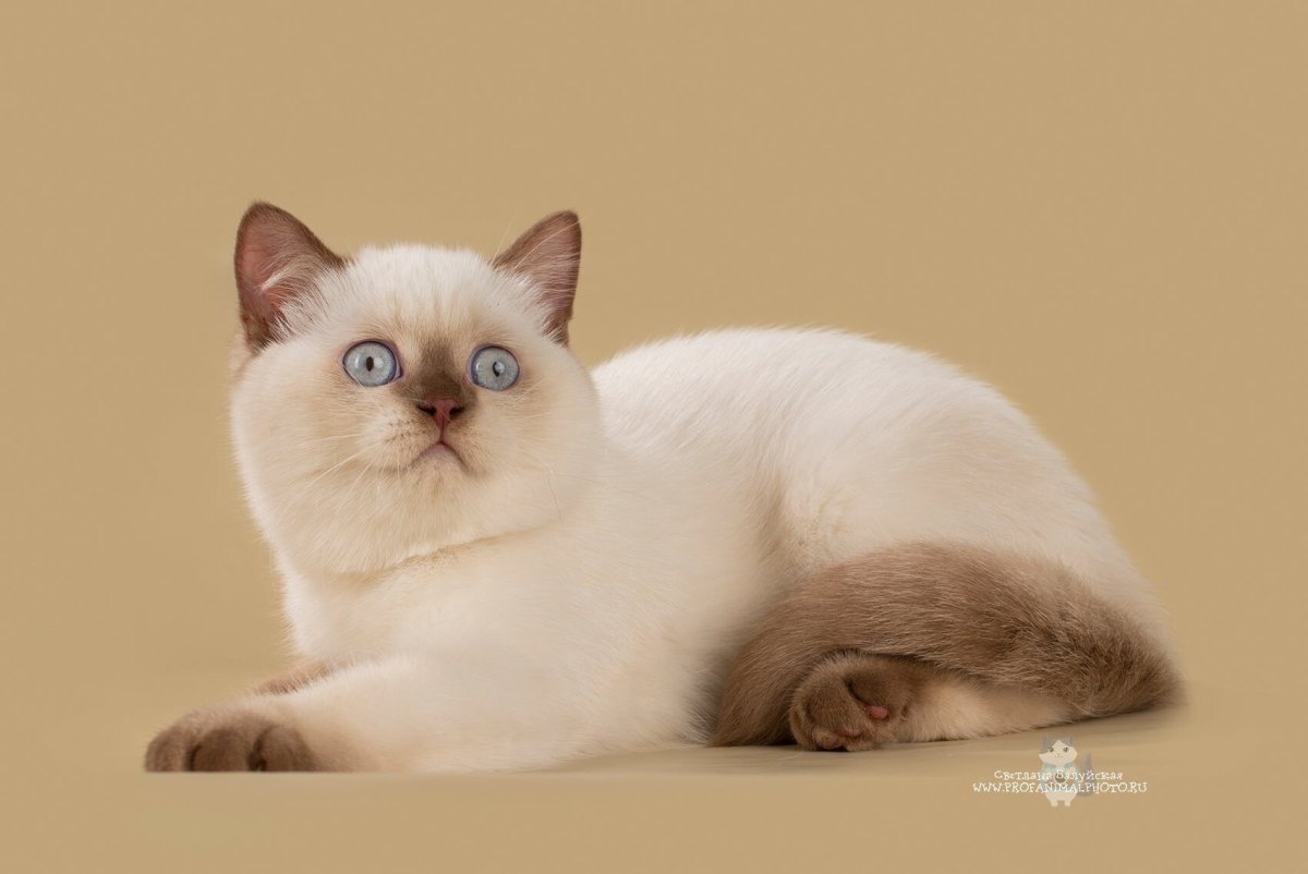 Гималайский перс колор Пойнт