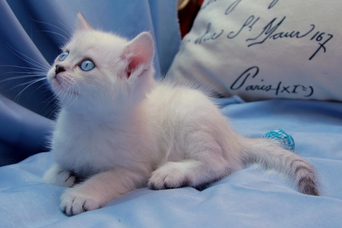 Колор-Пойнт кошка