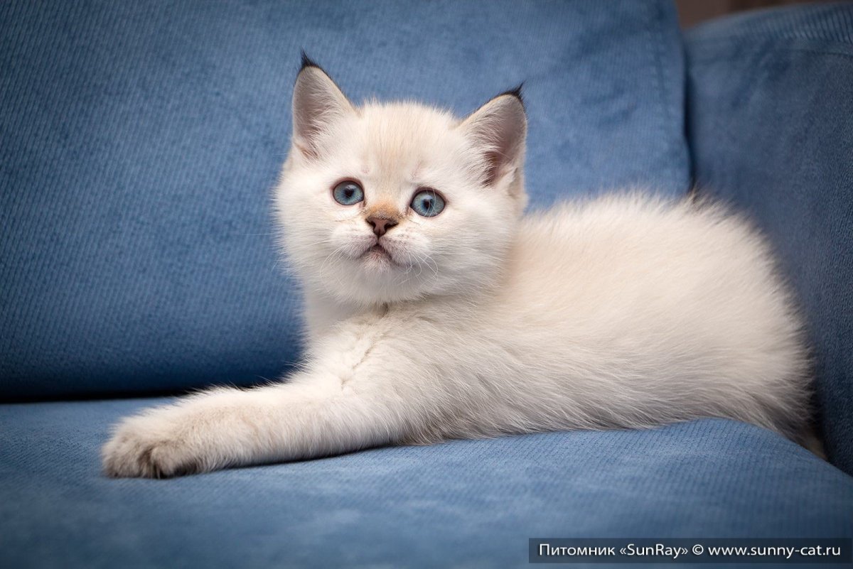 Кот британец колор помнт