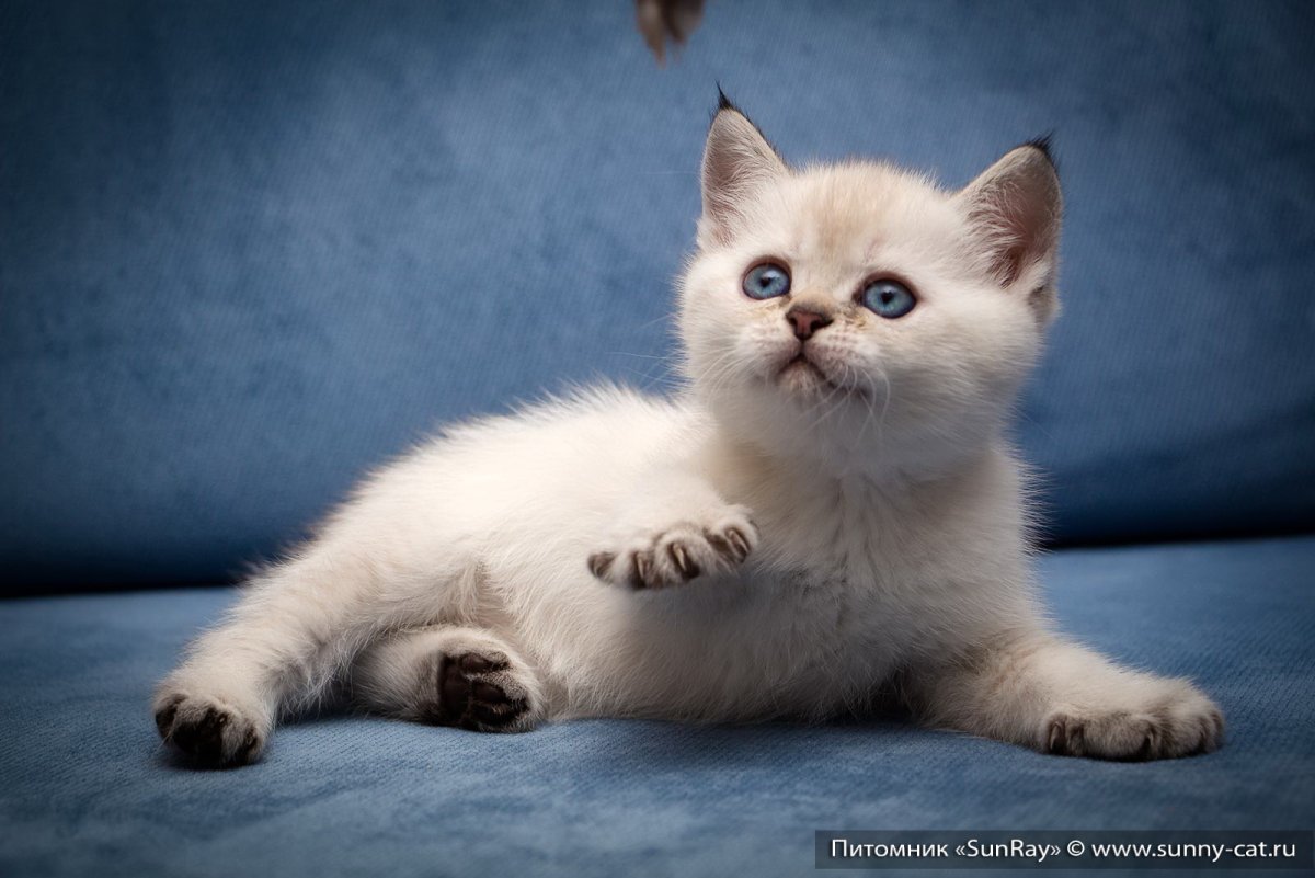 Манчкин колор Пойнт