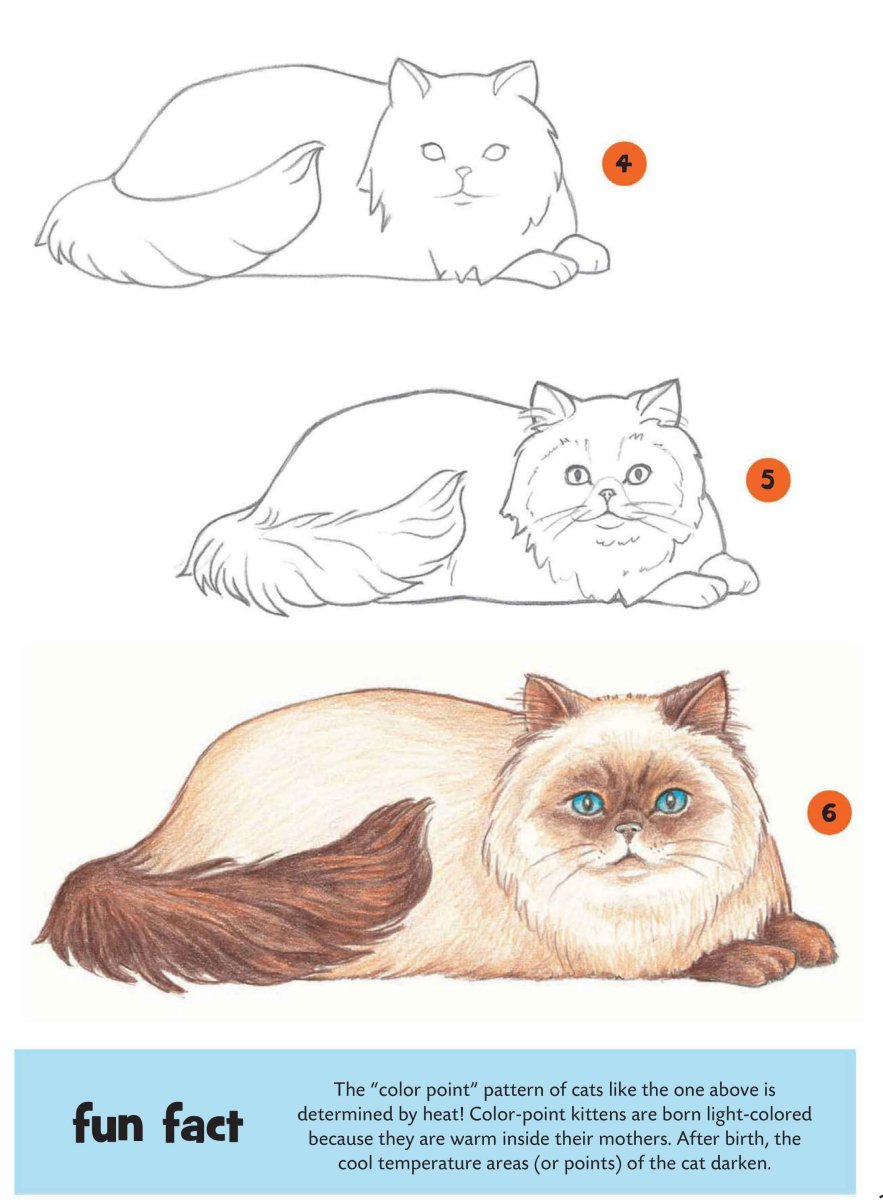 Британская порода кошек фото и описание характер