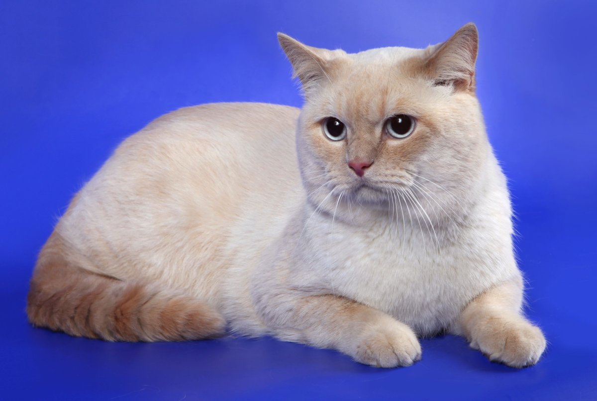 Кремовый Пойнт Британская кошка