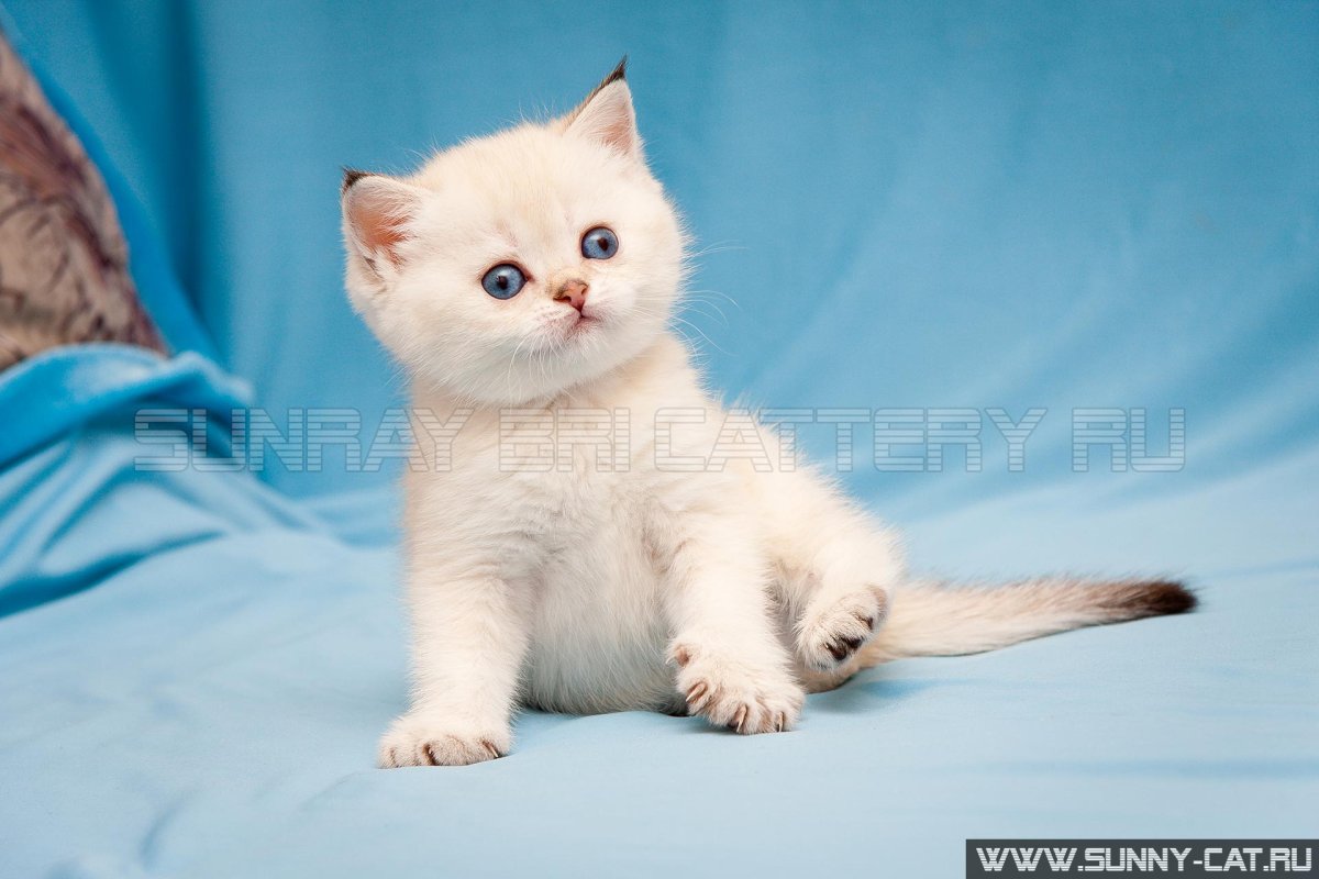 Колор Пойнт короткошерстный