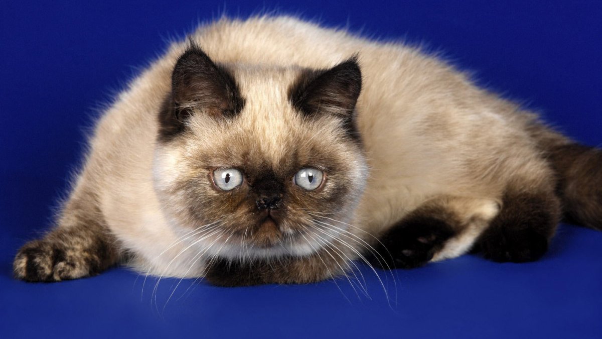 Гималайская кошка гладкошерстная