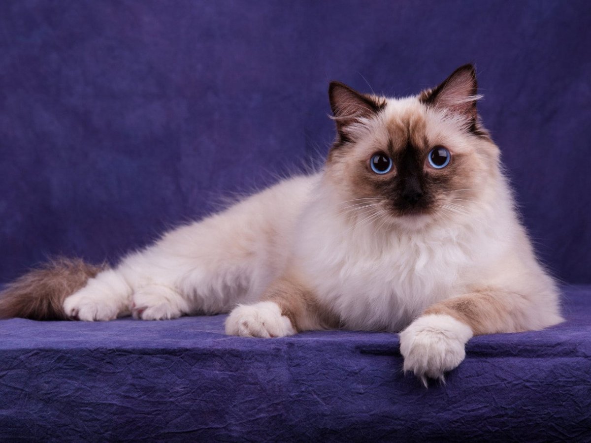 Окрас Bri NS 11 33