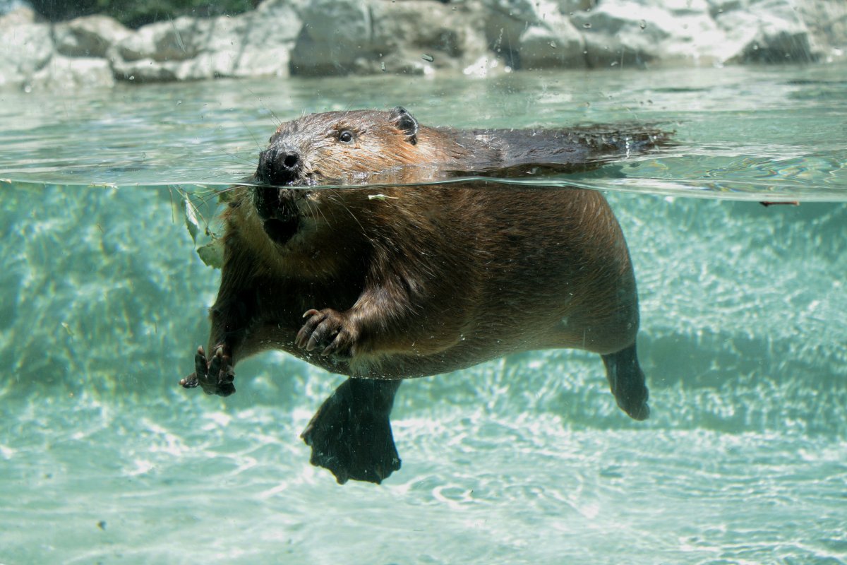 Бибер бобер