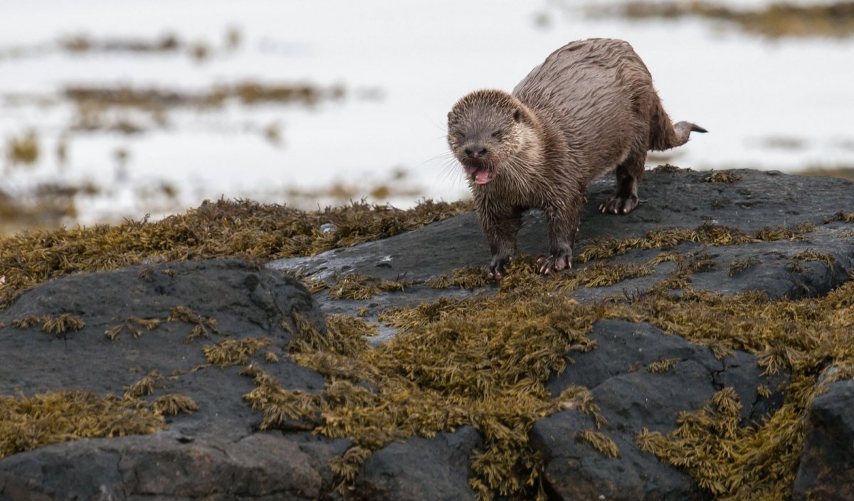 Кузнецкий Алатау выдра