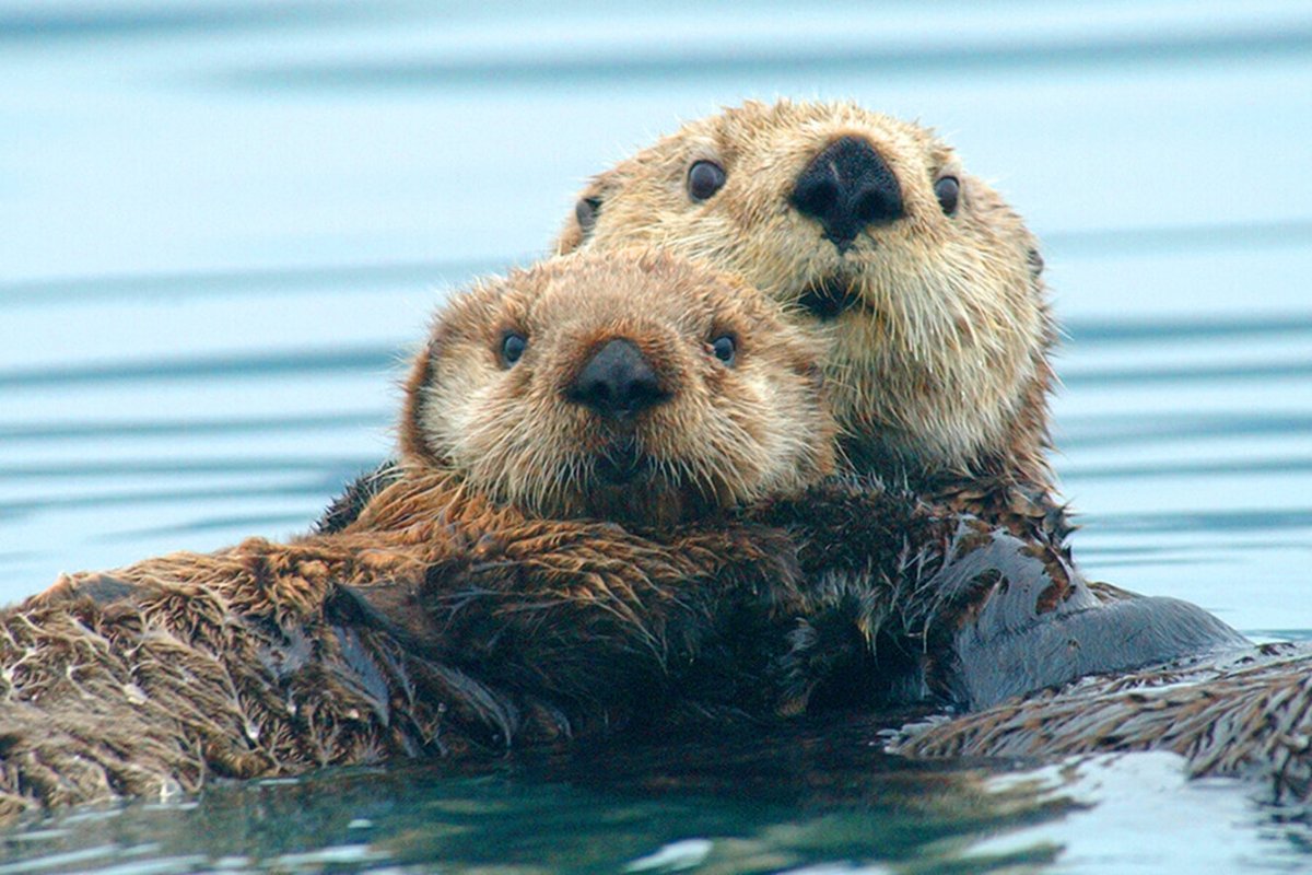 Морской Бобр калан