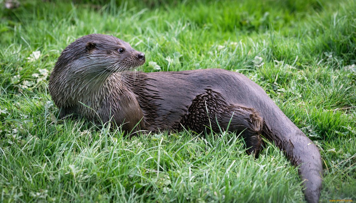 Детеныши калана морской выдры