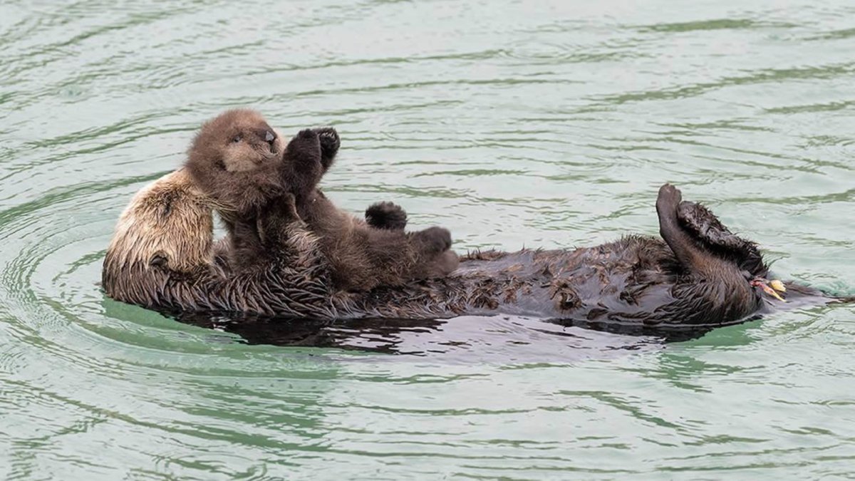 Морская выдра с детенышем