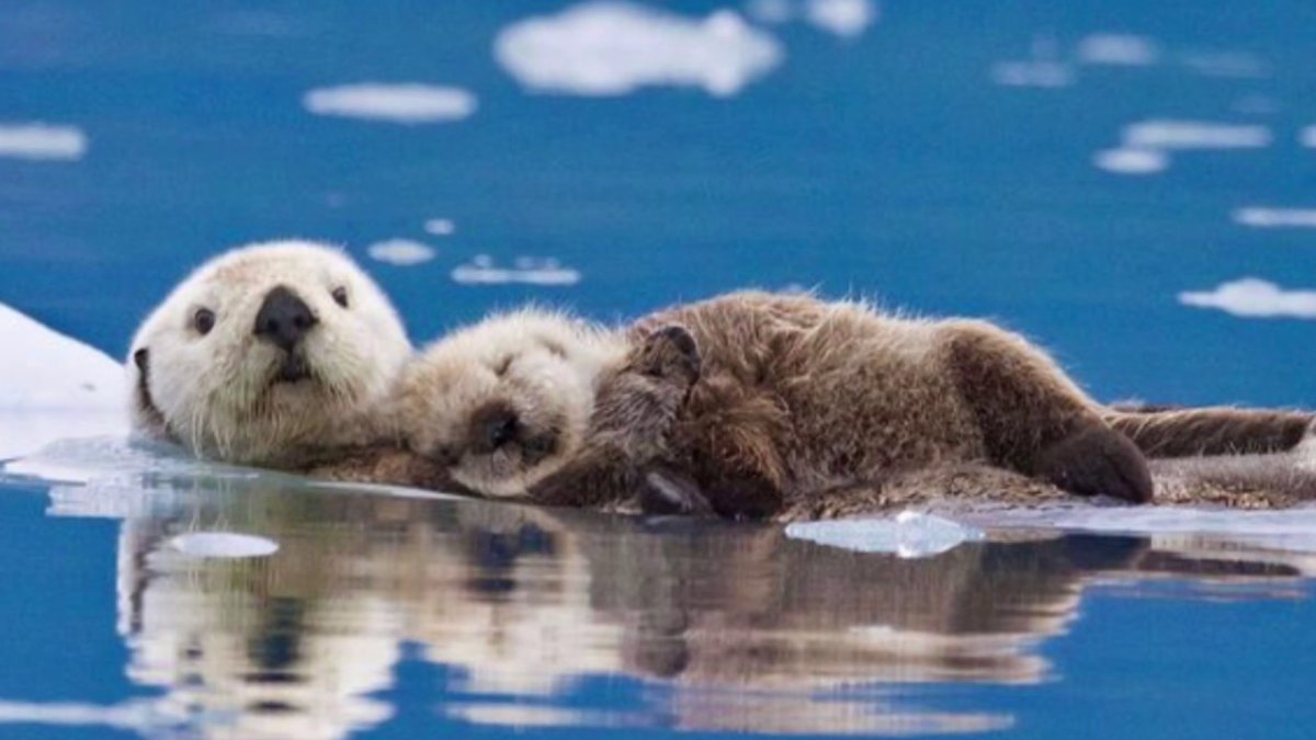 Бобр в воде на спине