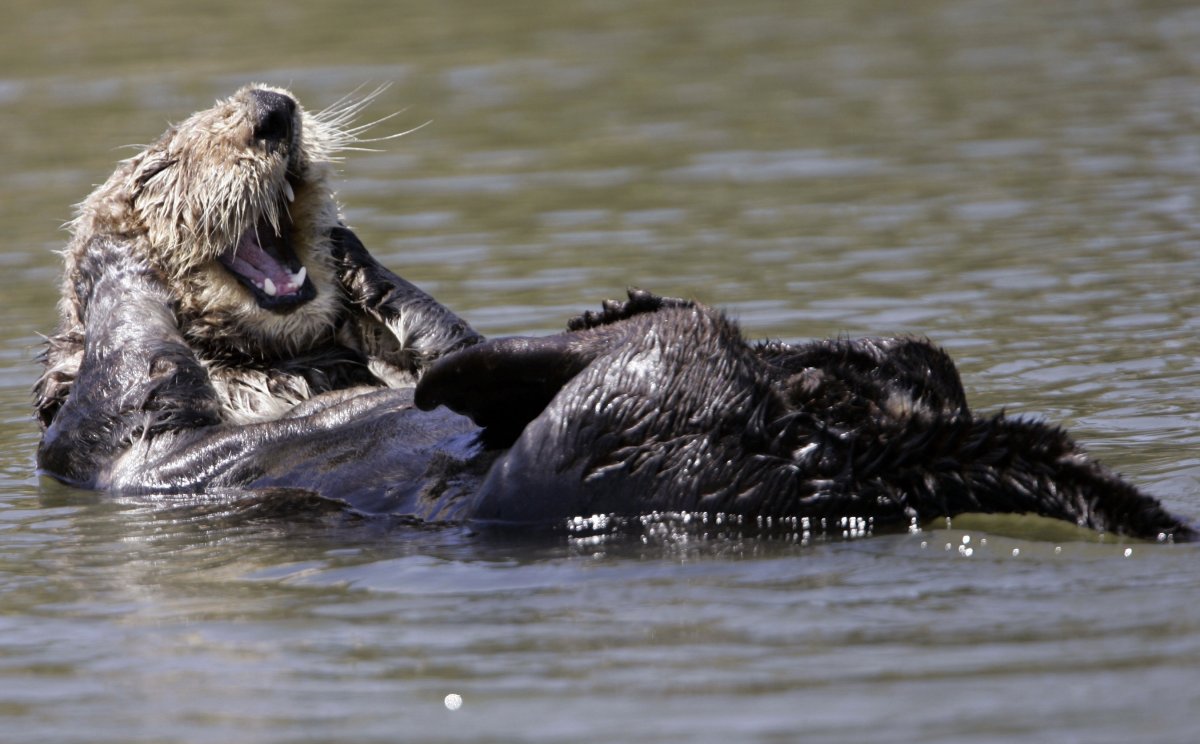 Мокрая ондатра