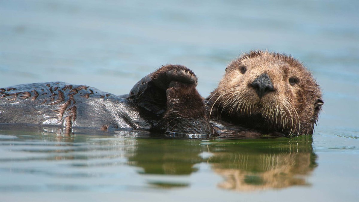 Выдра в воде