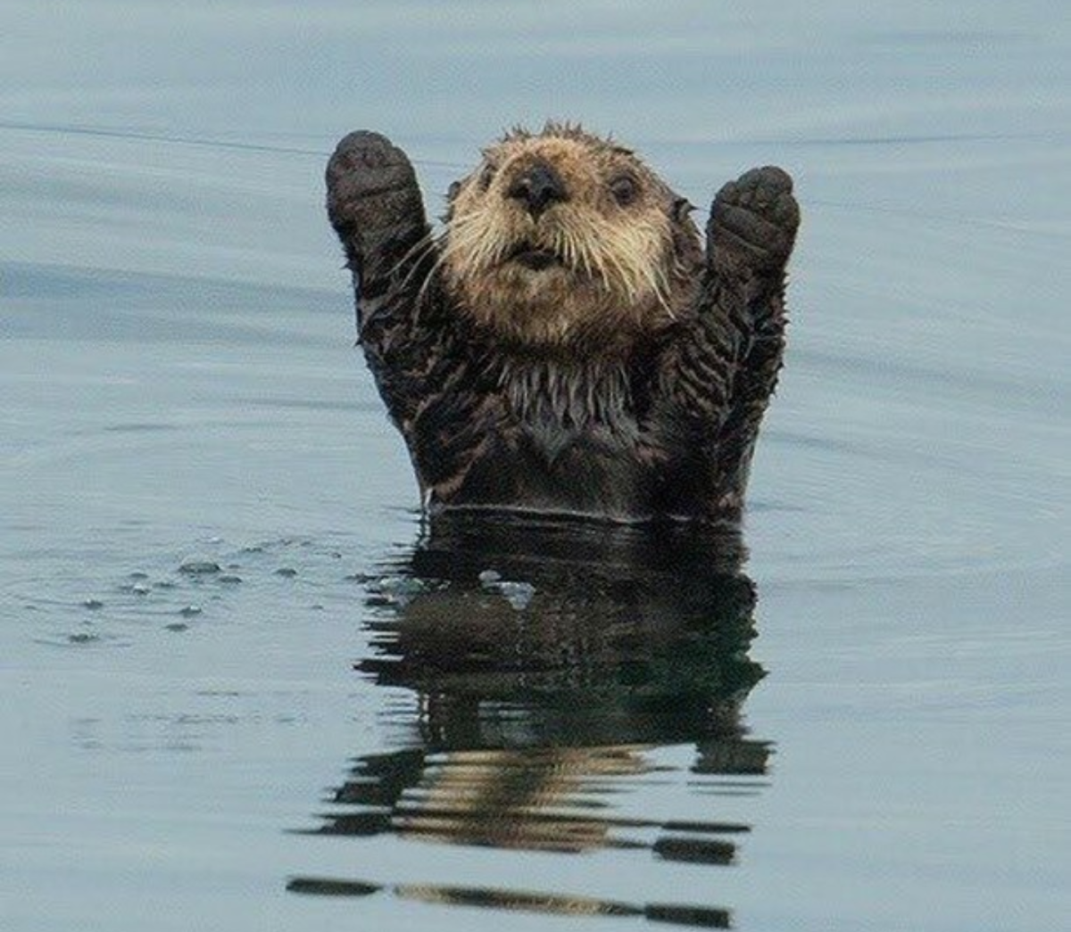 Детеныши калана морской выдры