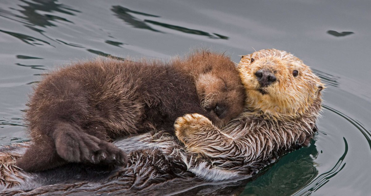 Калан (морская выдра) на суше