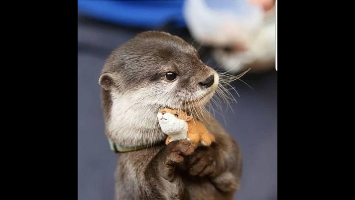 Милые спящие животные