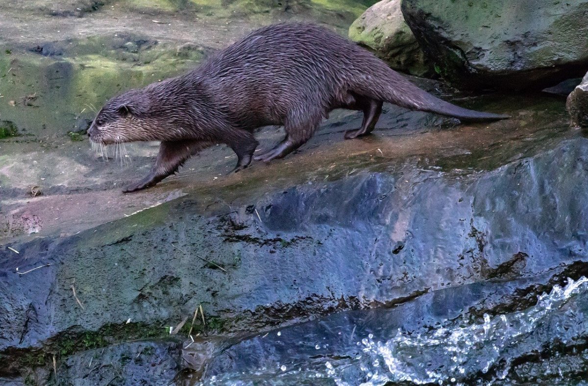 Морская выдра плывет на спине