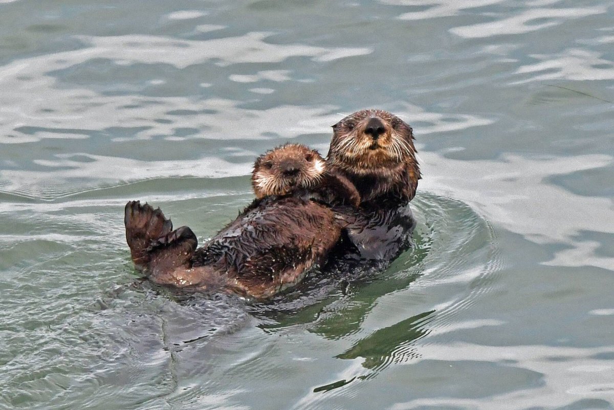 Выдра плывет на спине