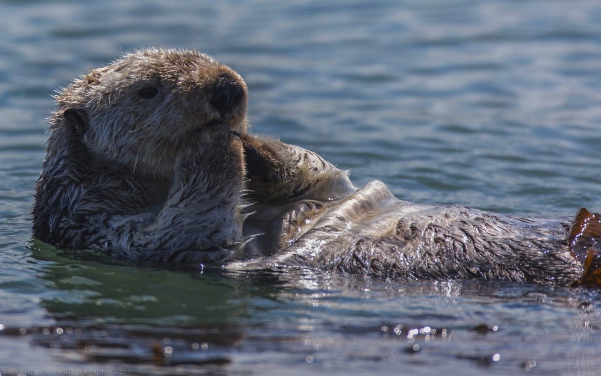 Морская выдра
