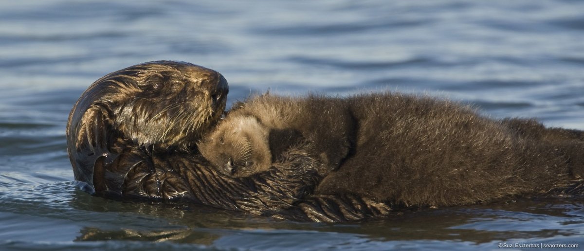 Северный калан с детенышем
