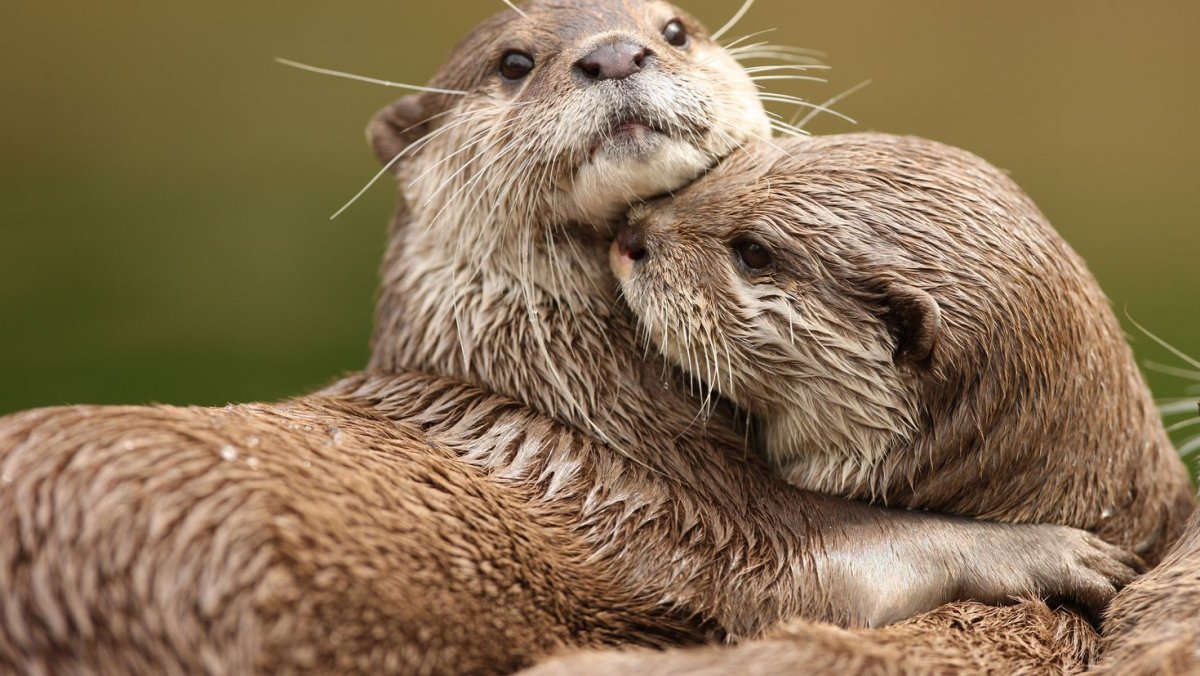 Калан с камушком