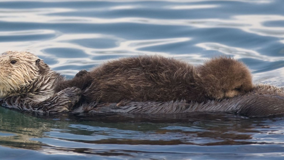 Калан тихий океан