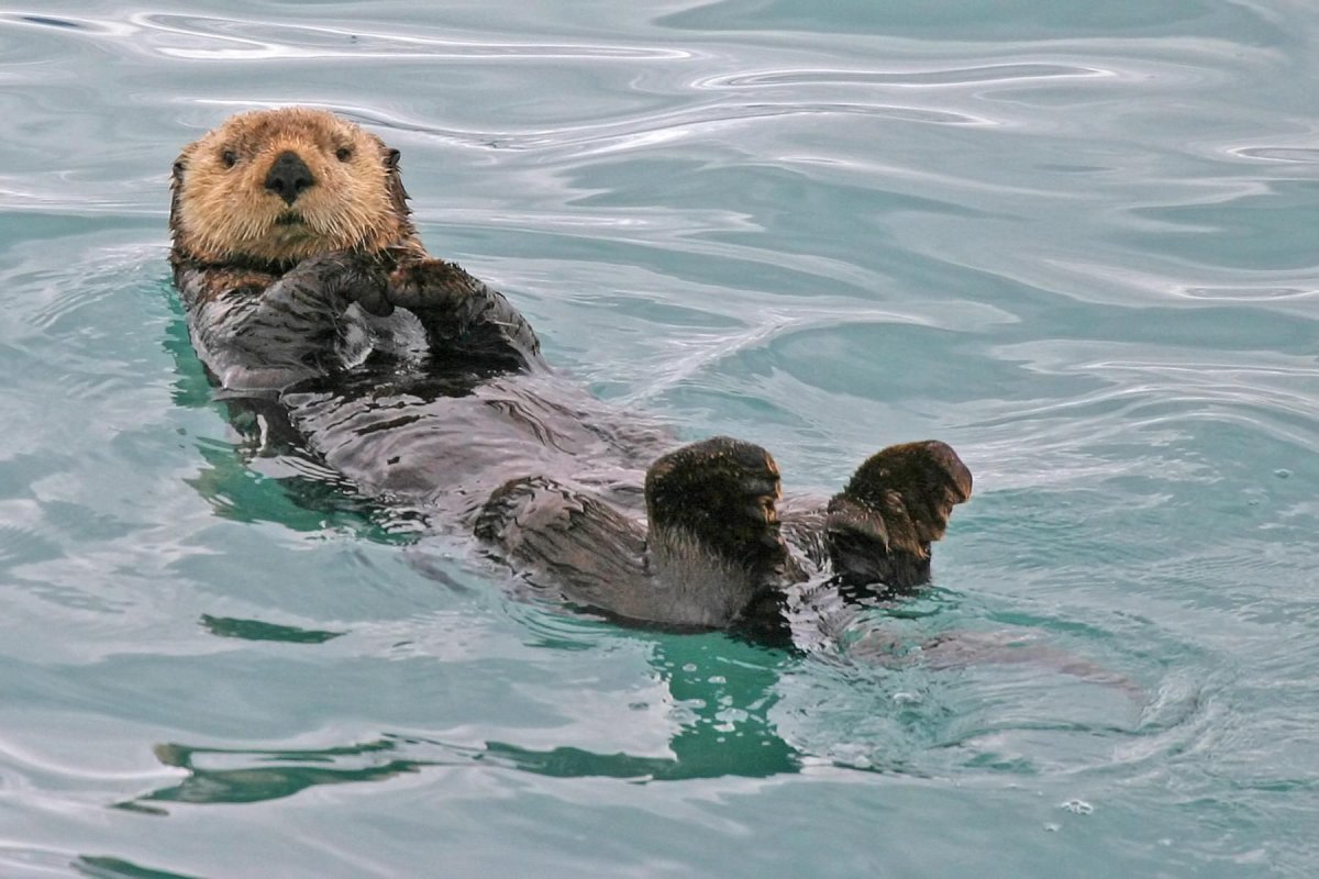 Калан (морская выдра) на суше