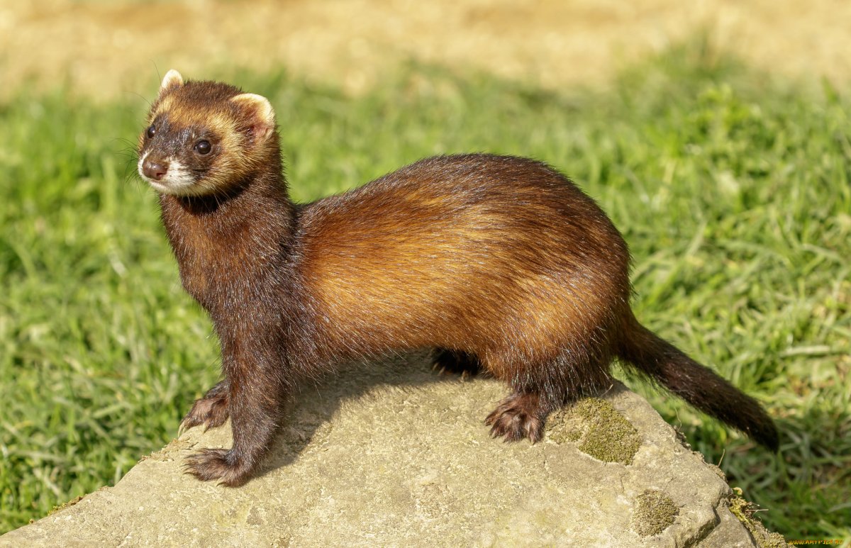 Ютская Луговая собачка