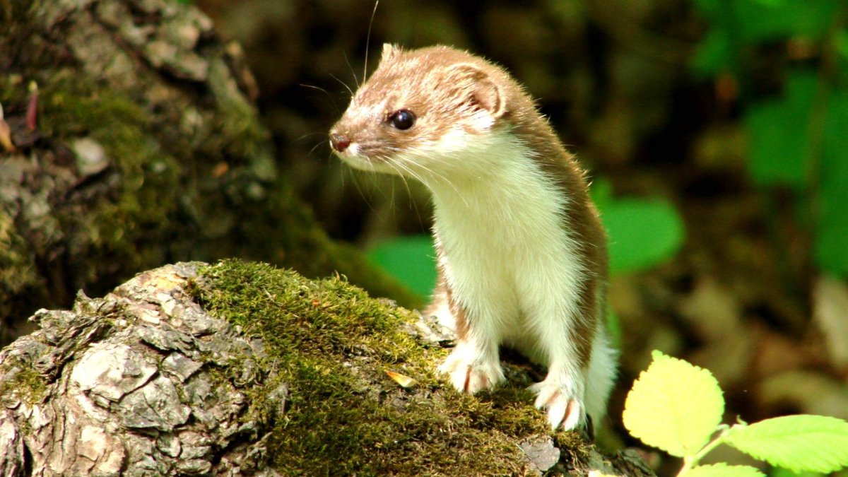 Северная пищуха (Ochotona Hyperborea)