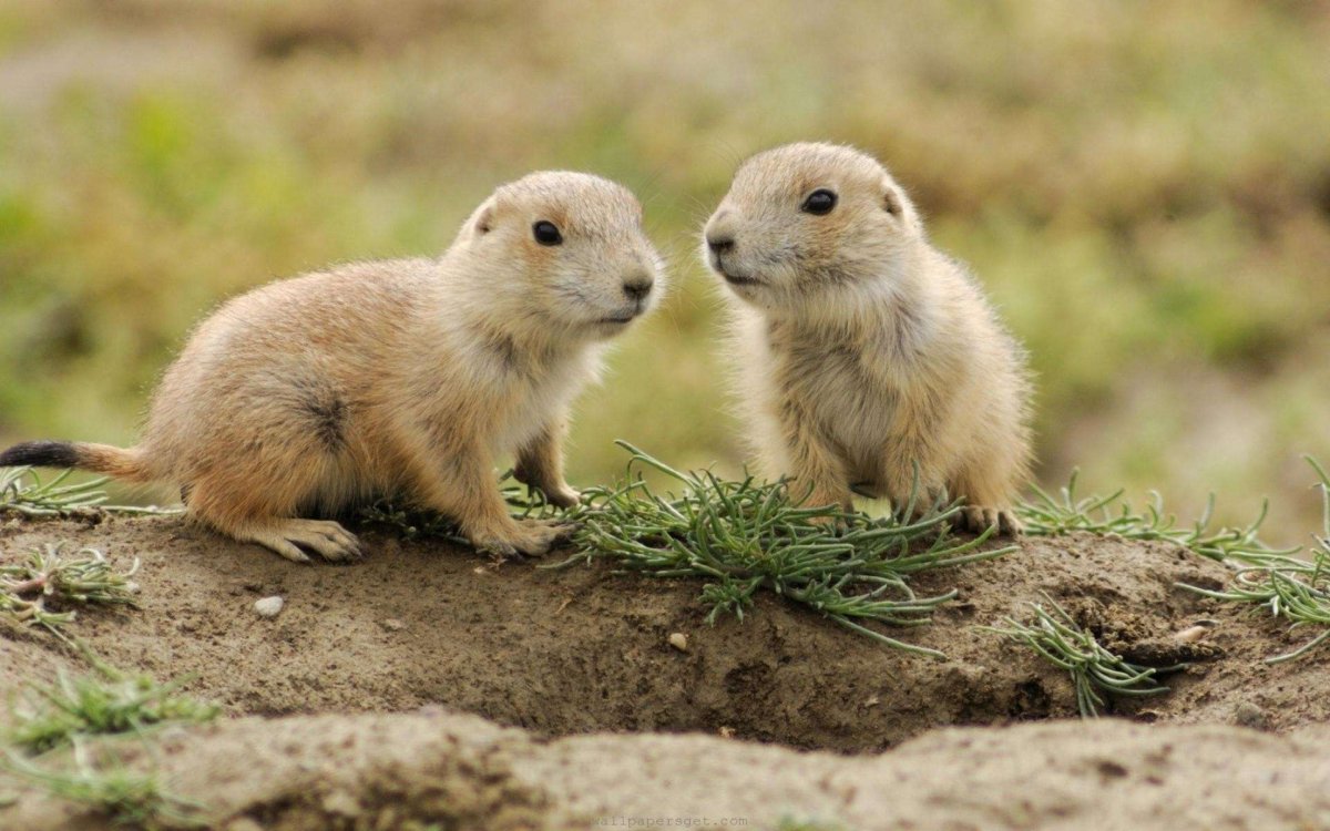 Чернохвостая Луговая собачка