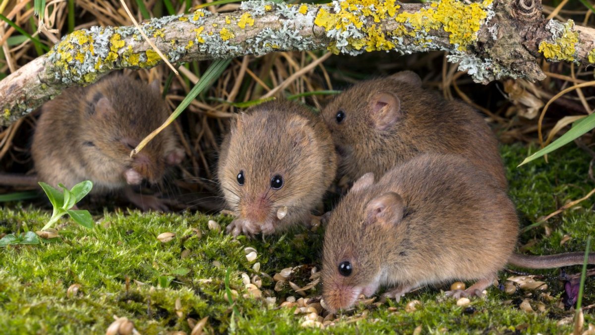 Полевка Миддендорфа