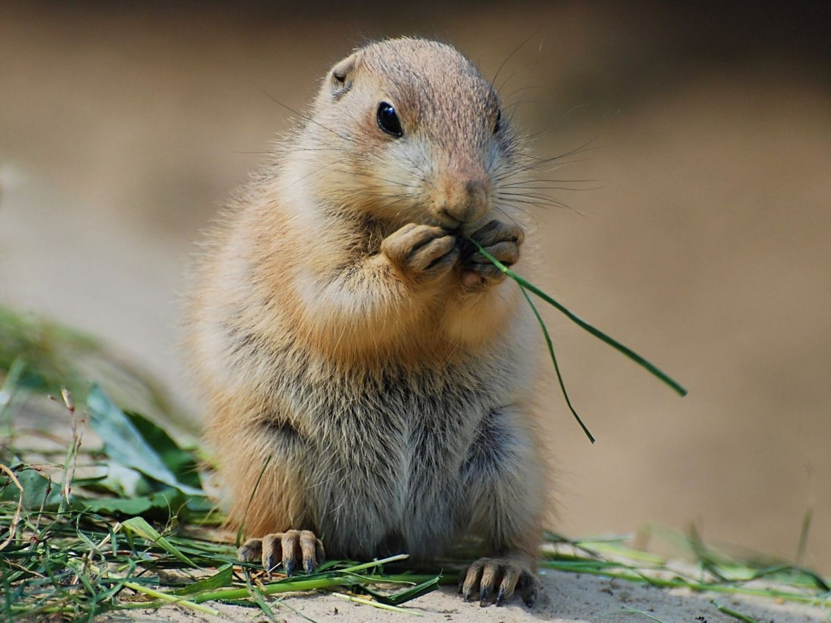 Суслики, сурки, хомяки, полевки