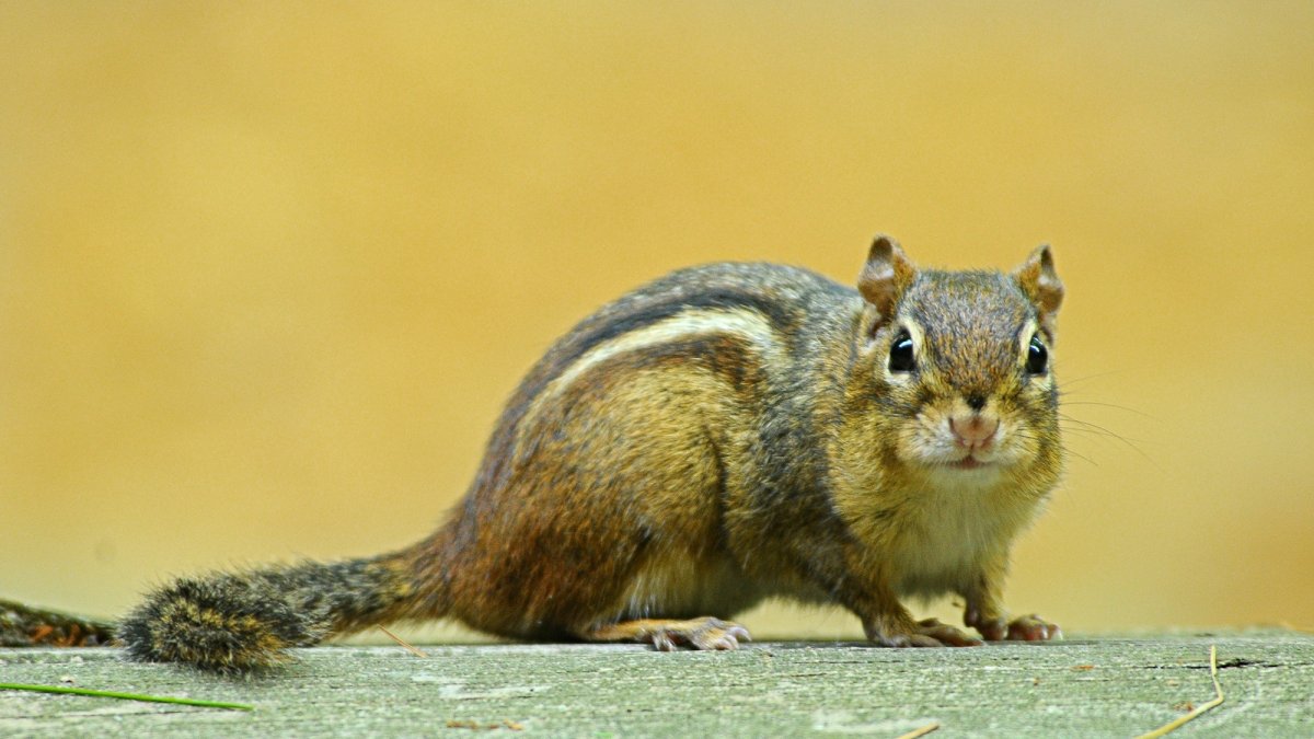 Белка Песчанка