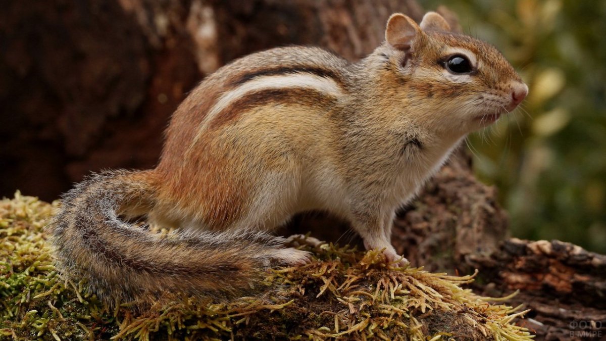 Сибирский бурундук